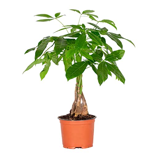 Pachira Aquatica - Geldbaum Zimmerpflanze - Glücksbaum - Money Plant - Zimmerpflanzen Groß und Pflegeleicht – ⌀12 cm - 25-35 cm von Bloomique