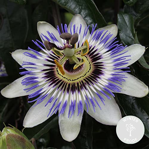 Passiflora caerulea – Passionsblume – Kletterpflanze – Winterhart – ⌀15 cm – 60-70 cm von Bloomique