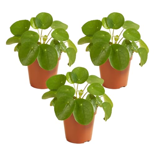 Pfannkuchenpflanze | Pilea 'Peperomioides' pro 3 Stück - Zimmerpflanze im Anzuchttopf ⌀12 cm - 10-15 cm von Bloomique