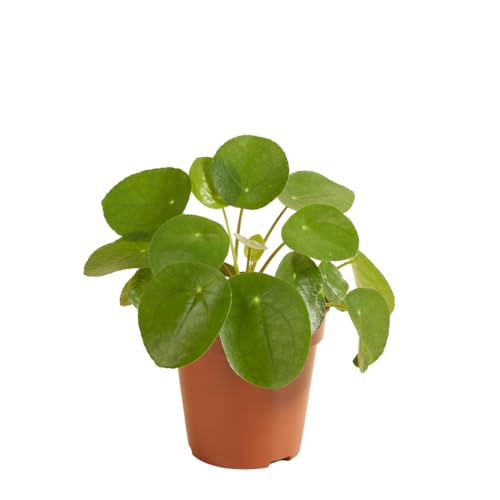 Pfannkuchenpflanze | Pilea 'Peperomioides' pro Stück - Zimmerpflanze im Kinderzimmertopf ⌀12 cm - 10-15 cm von Bloomique