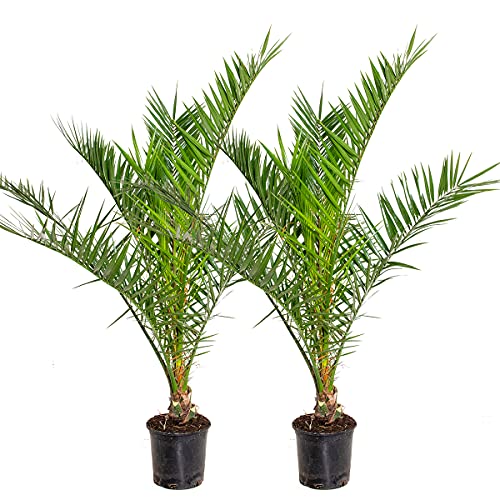 2x Phoenix Canariensis - Kanarische Dattelpalme - Palme - Winterhart – ⌀19 cm - 80-100 cm von Bloomique