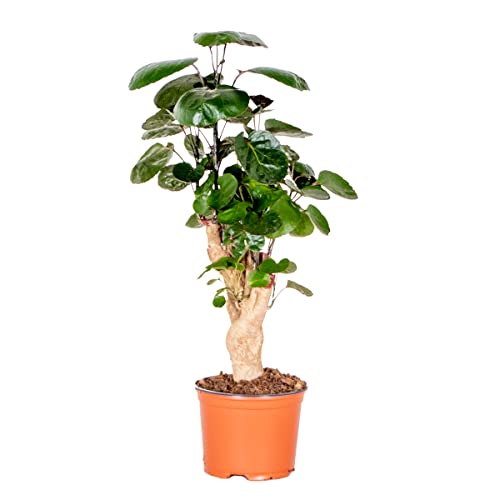 Polyscias 'Fabian jeweils | Starke tropische Zimmerpflanze im Zuchttopf ⌀12 cm - 40 cm von Bloomique