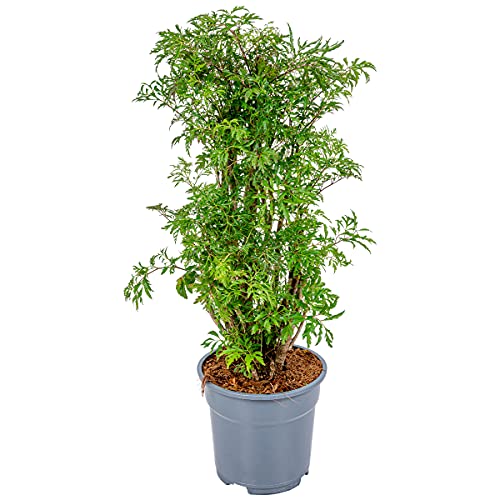 Polyscias 'Fruticosa' pro Stück | Starke tropische Zimmerpflanze im Kinderzimmer Topf ⌀17 cm - Höhe 60 cm von Bloomique