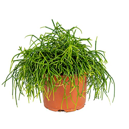 Rhipsalis baccifera 'Oasis' | Korallenkaktus - Zimmerpflanze im Anzuchttopf ⌀10,5 cm - 10-15cm von Bloomique