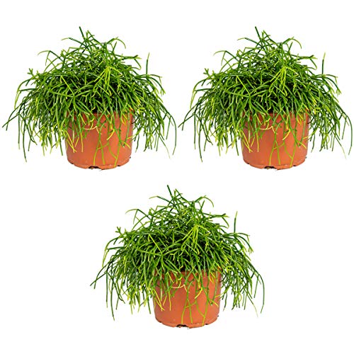 Rhipsalis baccifera 'Oasis' | Korallenkaktus pro 3 Stück - Zimmerpflanze im Anzuchttopf ⌀10,5 cm - 10-15 cm von Bloomique