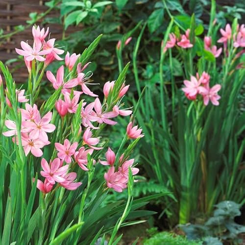 Rote Kaffernlilie | Schizostylis 'Coccinea' - Teichpflanze im Gartentopf ⌀9 cm - 15 cm von Bloomique