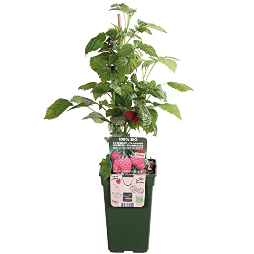 Rubus ideaus Suguna Red – Himbeere – Obstbaum – Pflegeleicht – ⌀19 cm – 45-55 cm von Bloomique