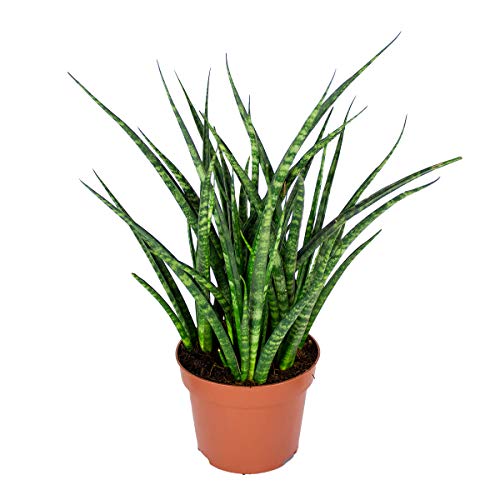 Sansevieria 'Fernwood Punk' pro Aktie | Kamerplant in Kwekerspot cm12 cm - 25-35 cm von Bloomique