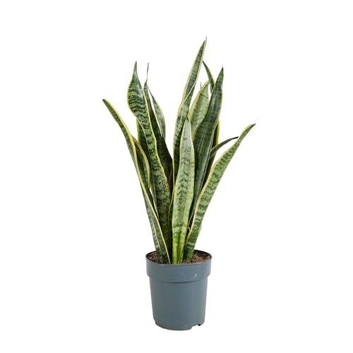 Bloomique - Sansevieria Laurentii - Bogenhanf - Sukkulenten - Zimmerpflanzen - Sehr Pflegeleicht - Höhe 30-40 cm - Topf 12 cm von Bloomique