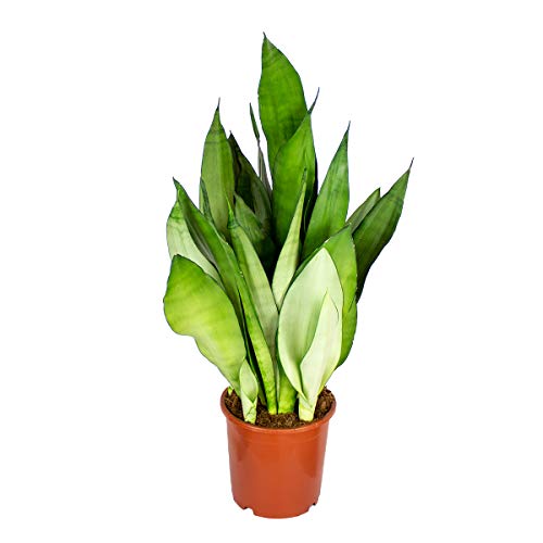 Sansevieria 'Mondschein' | Zimmerpflanze im Kinderzimmertopf cm17 cm - 40-50 cm von Bloomique