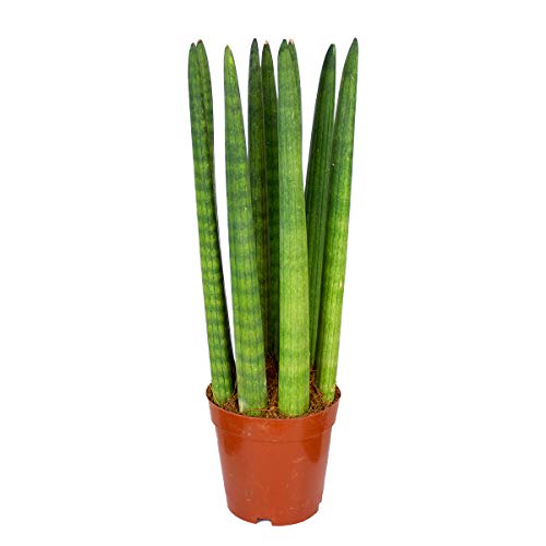 Sansevieria 'Straight' pro Stück | Zimmerpflanze im Kinderzimmertopf ⌀12 cm - 25-35 cm von Bloomique