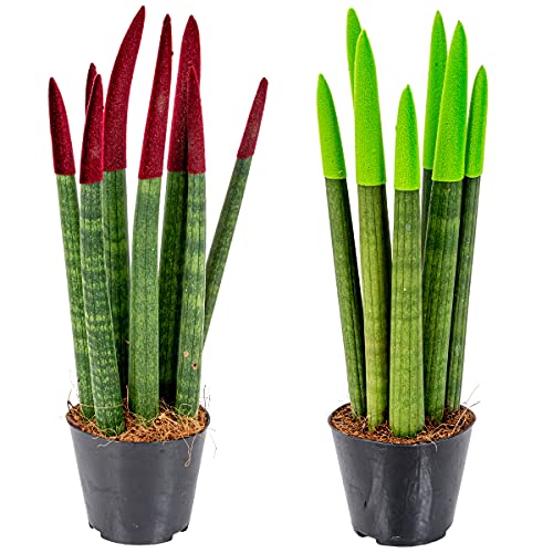 Bloomique - 2er-Set - Sansevieria Velvet Touch - Schwiegermutterzunge - Bogenhanf - Zimmerpflanzen - Luftreinigend - Sehr pflegeleicht - 20-30 cm Hoch - Topf 9 cm Bloomique - 2er-Set - Sansevieria Velvet Touch - Schwiegermutterzunge - Bogenhanf - Zimmerpflanzen - Luftreinigend - Sehr pflegeleicht - 20-30 cm Hoch - Topf 9 cm von Bloomique