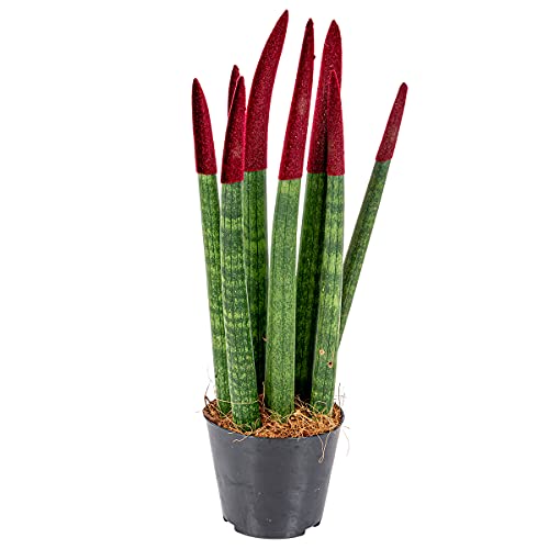 Bloomique - Sansevieria Velvet Touch - Schwiegermutterzunge - Bogenhanf - Zimmerpflanzen - Luftreinigend - Sehr pflegeleicht - 20-30 cm Hoch - Topf 9 cm von Bloomique