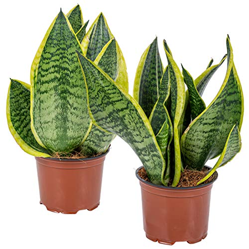 2x Sansevieria 'Laurentii' – Frauenzunge – Sukkulente – Pflegeleicht – ⌀12cm – 25-35cm von Bloomique