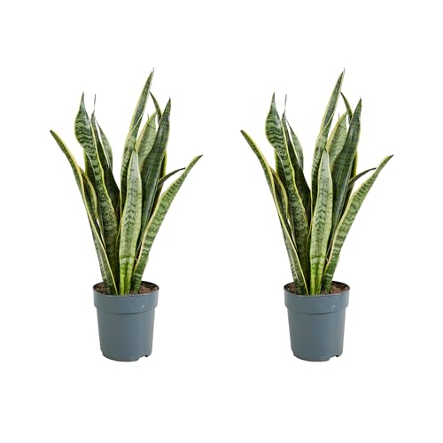 Bloomique - 2er Set - Sansevieria Laurentii - Bogenhanf - Sukkulenten - Zimmerpflanzen - Sehr Pflegeleicht - Höhe 30-40 cm - Topf 12 cm von Bloomique