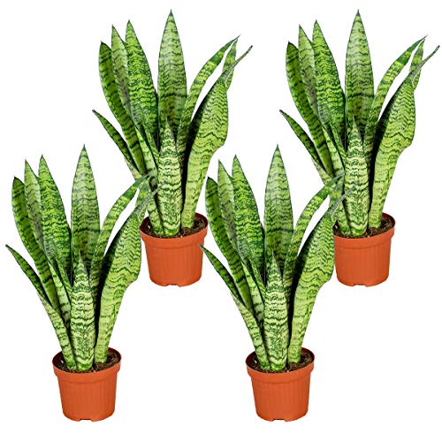 Sansevieria 'Zeylanica' pro 4 Stück | Zimmerpflanze im Kinderzimmertopf cm9 cm - 20-30 cm von Bloomique