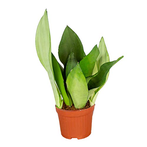 Bloomique - Sansevieria Moonshine - Schwiegermutterzunge - Bogenhanf - Zimmerpflanzen - Luftreinigend - Sehr pflegeleicht - 30-40 cm Hoch - Topf 12 cm Bloomique - Sansevieria Moonshine - Schwiegermutterzunge - Bogenhanf - Zimmerpflanzen - Luftreinigend - Sehr pflegeleicht - 30-40 cm Hoch - Topf 12 cm von Bloomique