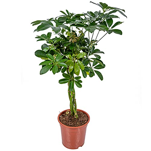 Schefflera 'Arboricola' | Fingerpflanze je - Zimmerpflanze im Kinderzimmertopf cm19 cm - 70-80 cm von Bloomique