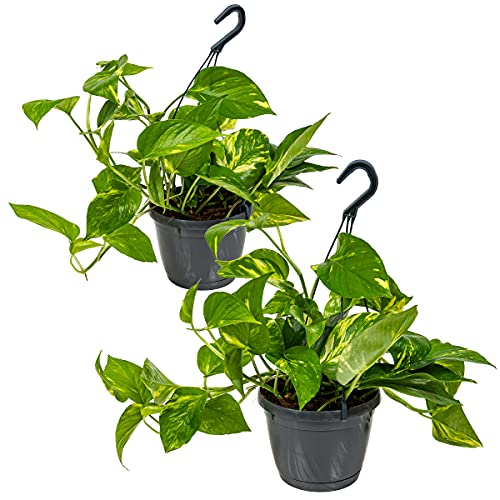 Bloomique - 2er Set - Scindapsus Aureum - Efeutute - Hängepflanze - Zimmerpflanzen - Kletterpflanzen für drinnen - Pflegeleicht - Luftreinigend - Höhe 20-30 cm - Topf 17 cm Bloomique - 2er Set - Scindapsus Aureum - Efeutute - Hängepflanze - Zimmerpflanzen - Kletterpflanzen für drinnen - Pflegeleicht - Luftreinigend - Höhe 20-30 cm - Topf 17 cm von Bloomique