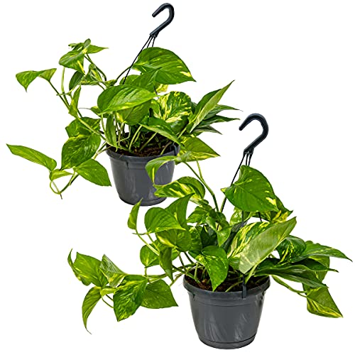 Scindapsus 'Aureum' im hängenden Topf pro 2 | Epipremnum - Zimmerpflanze cm17 cm - 25 cm von Bloomique