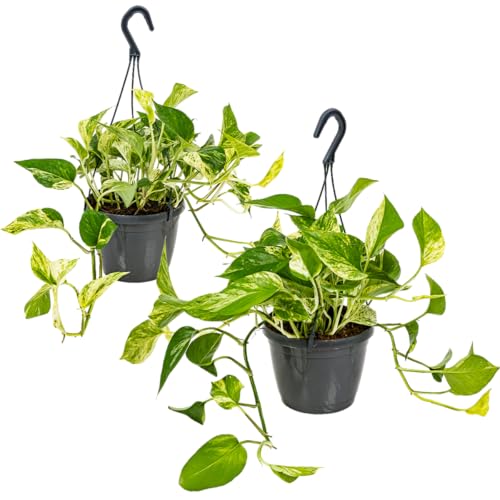 Scindapsus 'Marbel Queen' im Hängetopf pro 2 Stück | Epipremnum - Zimmerpflanze ⌀17 cm - 25 cm von Bloomique