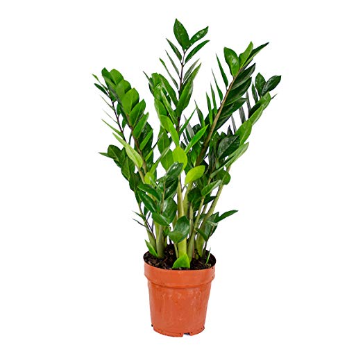 Smaragdpalme jeweils | Zamioculcas - Zimmerpflanze im Kinderzimmertopf ⌀17 cm - 60 cm von Bloomique