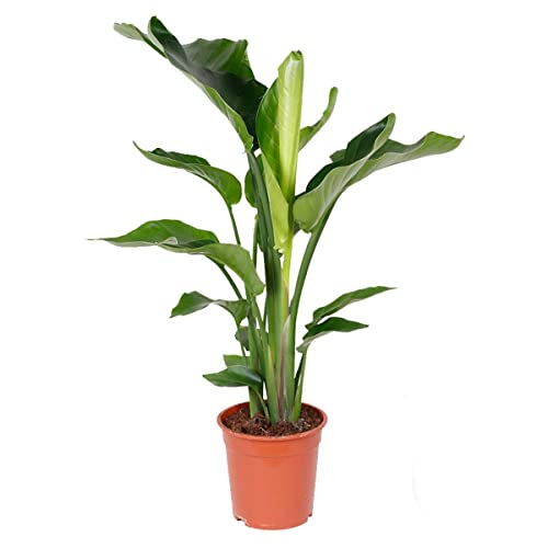Bloomique - Strelitzia Nicolai - Strelitzie Pflanze - Paradiesvogel Pflanze - Paradiesvogelblume - Zimmerpflanzen Groß - Grünpflanzen Luftreinigend - Höhe 70-80 cm - Topf 17 cm von Bloomique