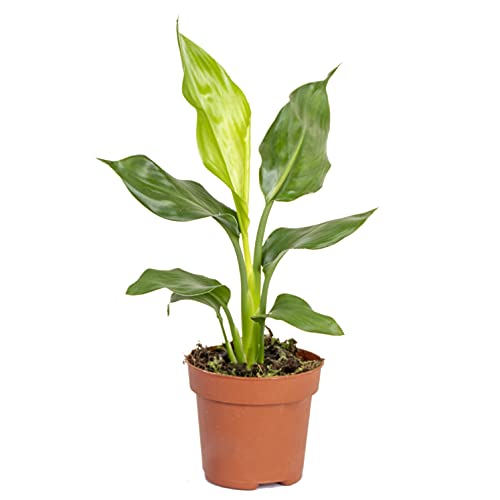 Bloomique - Strelitzia Reginae - Paradiesvogelpflanze - Paradiesvogelblume - Zimmerpflanzen - Luftreinigend - Pflegeleicht - Höhe 30-40 cm - Topf 12 cm von Bloomique