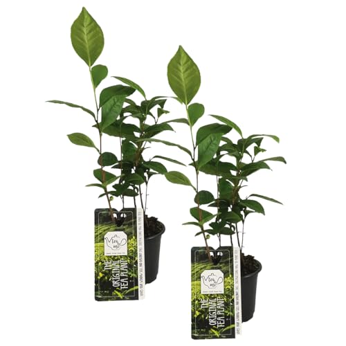 Teepflanze - Camelie 'Sinensis' - pro 2 Stück - Gartenpflanzen - Winterhart - ⌀10,5 cm - 45 cm von Bloomique