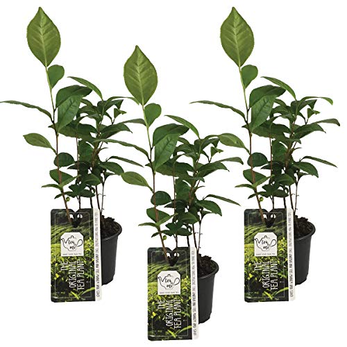 Camellia Sinensis | Teepflanze - Pro 3 Stück - Gartenpflanze - Mehrjährig - ⌀10,5-15-20 cm von Bloomique