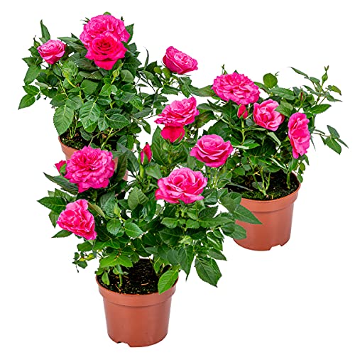 3x Topfrose Rosa – Rosa – Terrassen- & Zimmerpflanze – ⌀12cm – 20-30cm von Bloomique