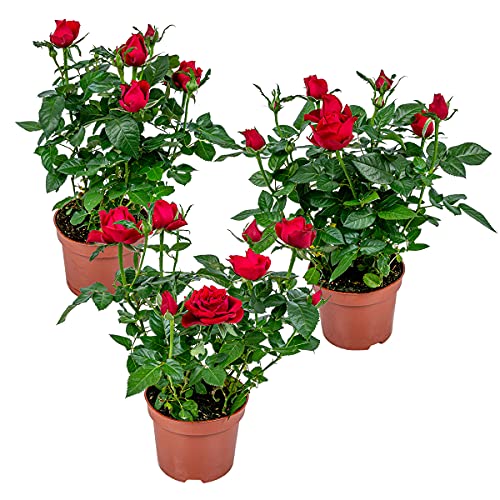 3x Topfrose Rot – Rosa – Terrassen- & Zimmerpflanze – ⌀12cm– 20-30cm von Bloomique