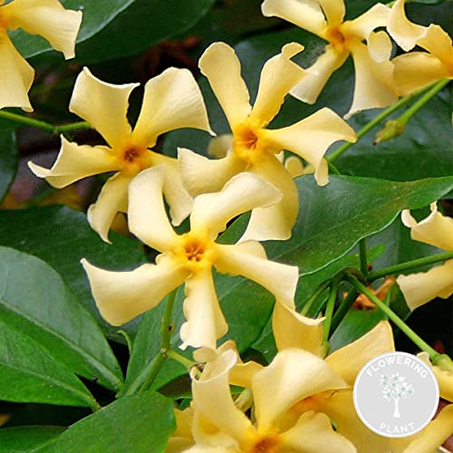Bloomique - Trachelospermum Jasminoides - Toskanischer Jasmin - Gelb - Kletterpflanzen - Gartenpflanzen - Winterhart - Immergrün - 50-70 cm Hoch - Topf 15 cm Bloomique - Trachelospermum Jasminoides - Toskanischer Jasmin - Gelb - Kletterpflanzen - Gartenpflanzen - Winterhart - Immergrün - 50-70 cm Hoch - Topf 15 cm von Bloomique