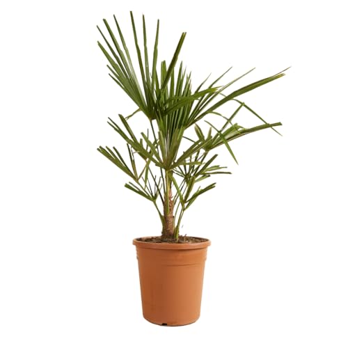 Trachycarpus Fortunei - Chinesische Fächerpalme - Palme - Winterhart – ⌀21 cm - 60-70 cm von Bloomique