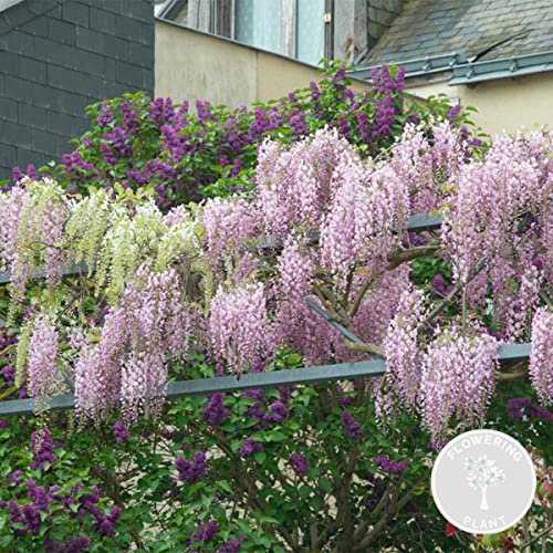 Wisteria floribunda Rosea – Glyzinie – Schlingpflanze – Pflegeleicht – ⌀15 cm – 60-70 cm von Bloomique