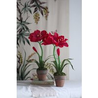 Papier Amaryllis Skulptur/Papierpflanzen Eingemachte Blumen Muttertagsgeschenk Gartenblumen Geschenk Papierblumen Papier Amaryllis Skulptur/Papierpflanzen Eingemachte Blumen Muttertagsgeschenk Gartenblumen Geschenk Papierblumen von BloomsbyBeam