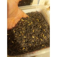 Ergot, Claviceps Purpurea 1 Kg von BlottShopGermany