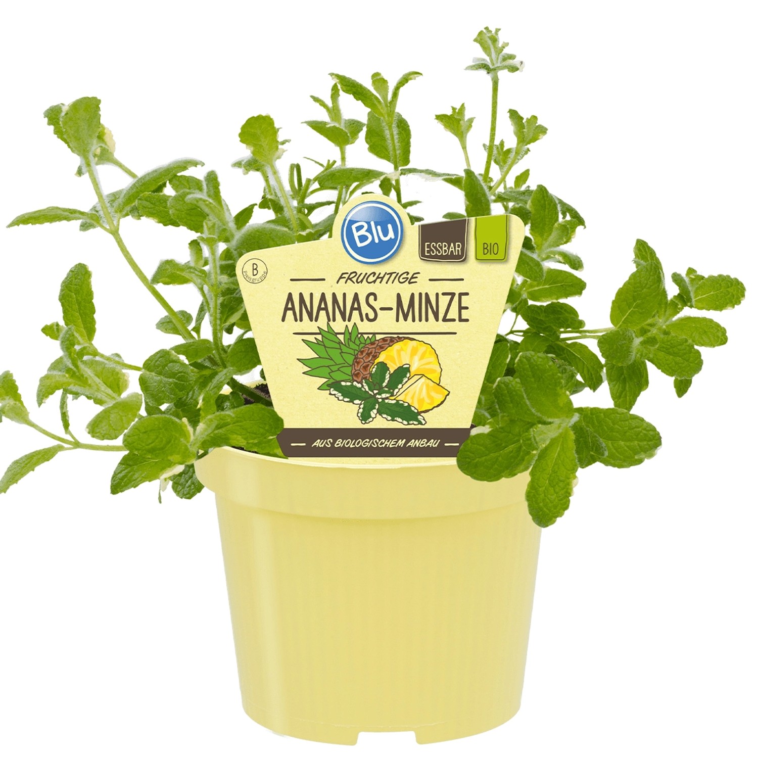 Blu Bio-Ananas-Minze Bowles Topf-Ø ca. 12 cm Mentha von Blu