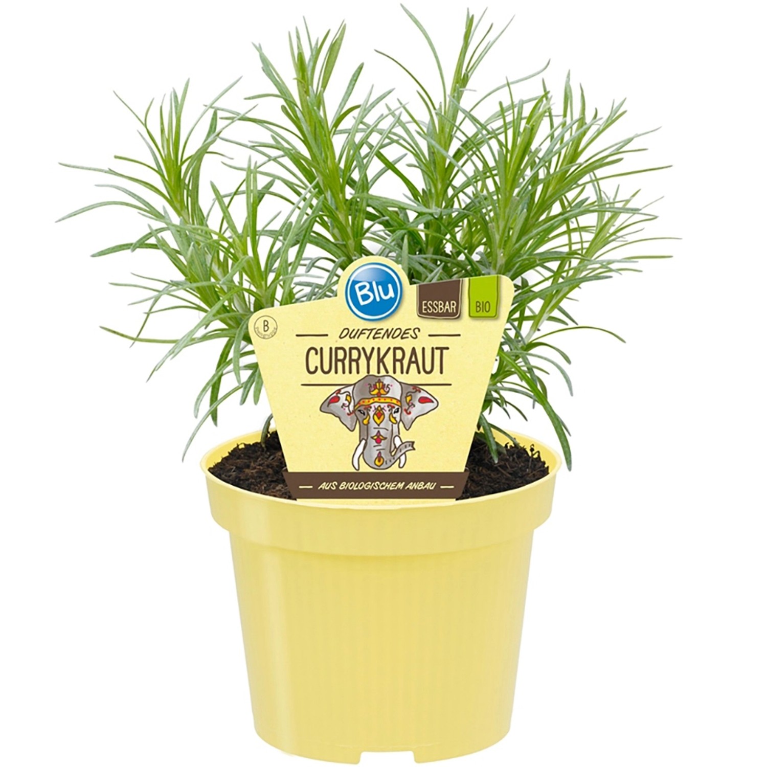 Blu Bio-Currykraut Topf-Ø ca. 12 cm Helichrysum von Blu