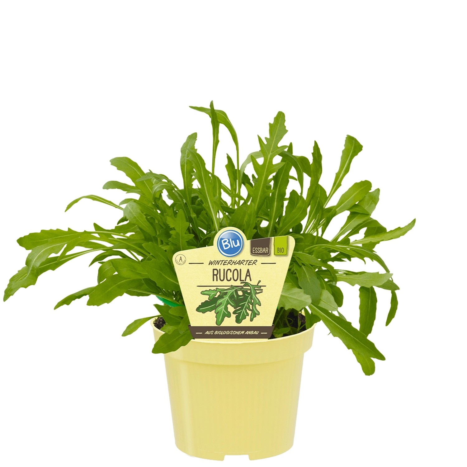 Blu Bio-Rucola Topf-Ø ca. 12 cm Diplotaxis von Blu