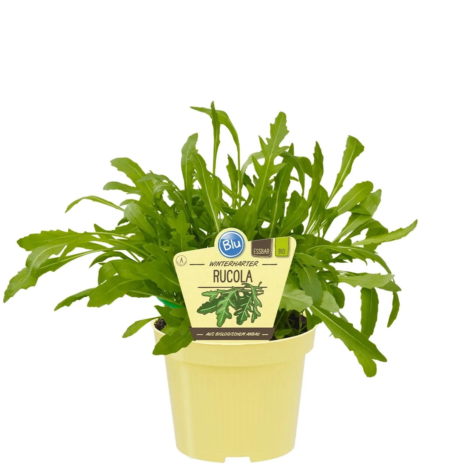 Blu Bio-Rucola Topf-Ø ca. 12 cm Diplotaxis Blu Bio-Rucola Topf-Ø ca. 12 cm Diplotaxis von Blu