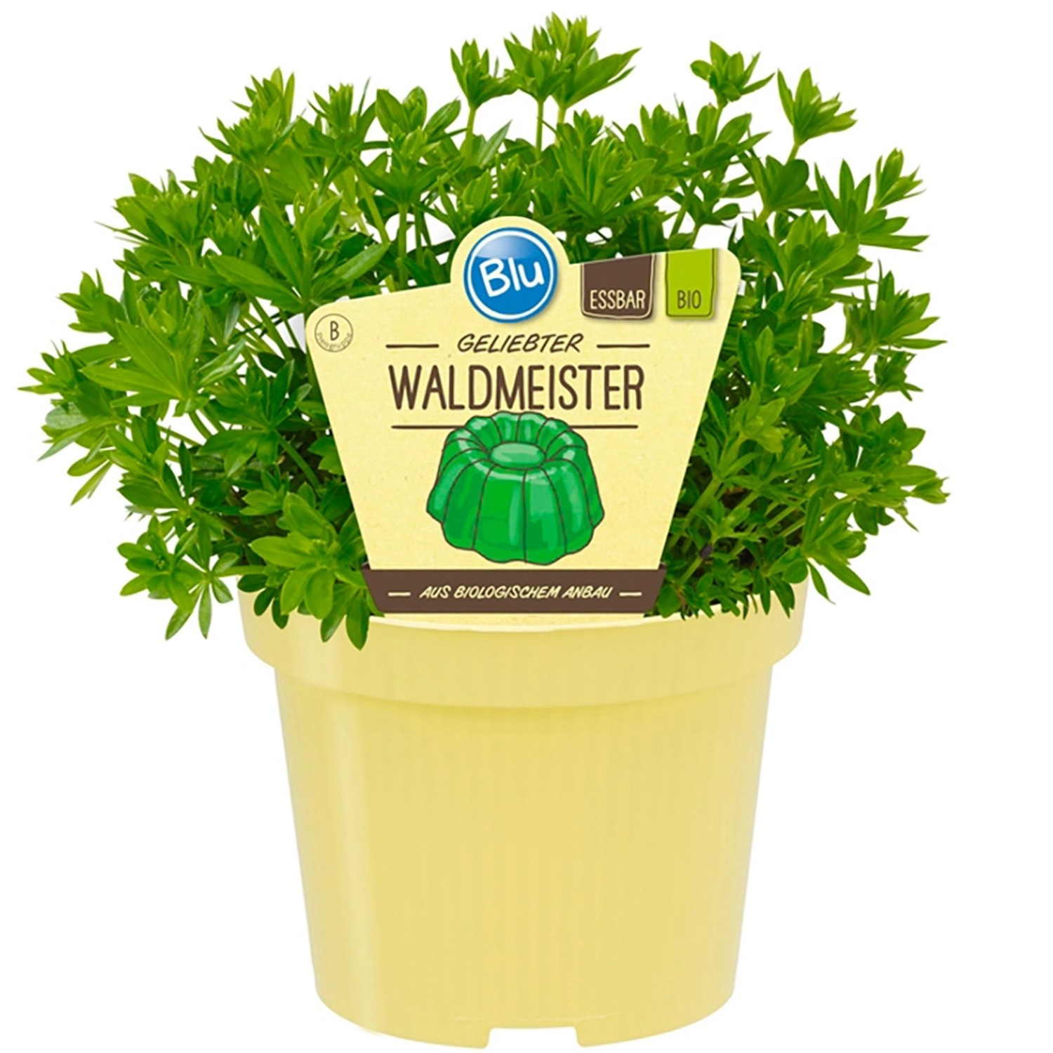 Blu Bio-Waldmeister Topf-Ø ca. 11 cm Galium von Blu