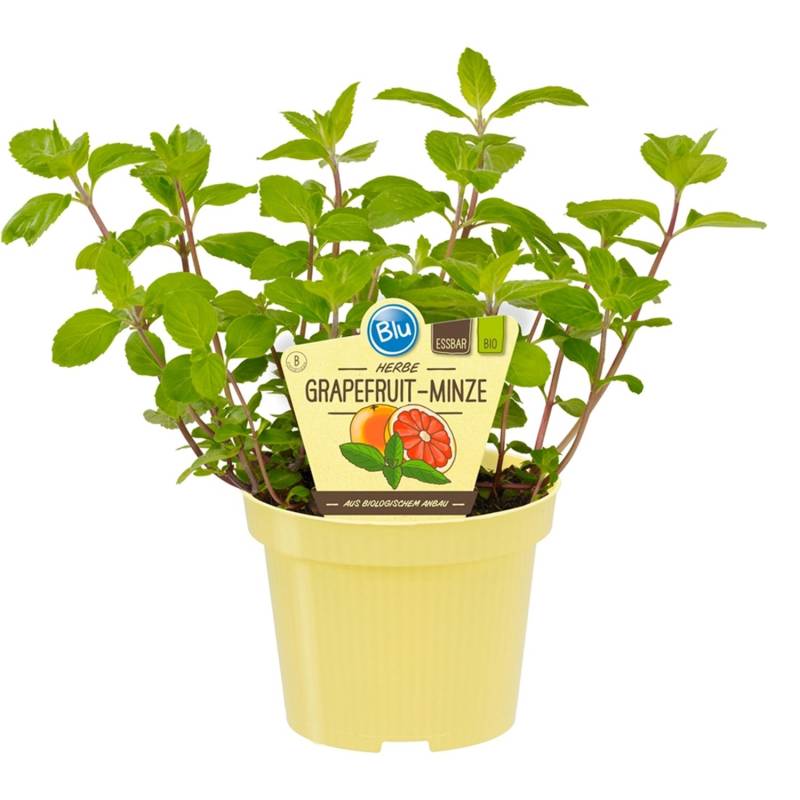 Blu Grapefruitminze Topf-Ø ca. 12 cm von Blu