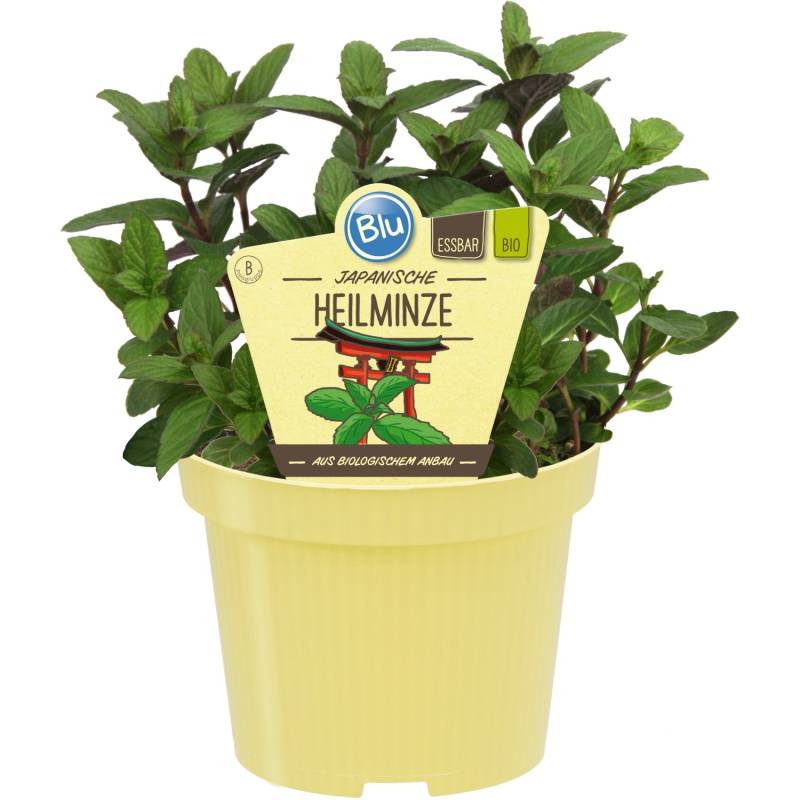 Blu Japanische Heilminze Topf-Ø ca. 12 cm von Blu