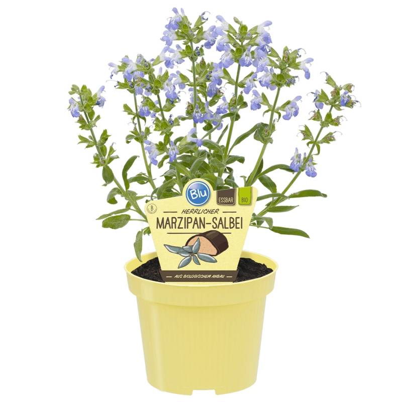 Blu Marzipan-Salbei Nazareth Topf-Ø ca. 12 cm von Blu