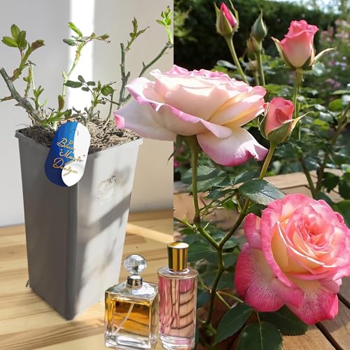 Parfümrose – Double Delight Hybrid Busch Rose Lebende Blühende Gartenpflanze Winterhart Strauch mehrjährig im 2L Topf Große duftende Blüten für Landschaftsgarten Terrasse Begrenzung Landschaftsbau Parfümrose – Double Delight Hybrid Busch Rose Lebende Blühende Gartenpflanze Winterhart Strauch mehrjährig im 2L Topf Große duftende Blüten für Landschaftsgarten Terrasse Begrenzung Landschaftsbau von Blue Magic Design