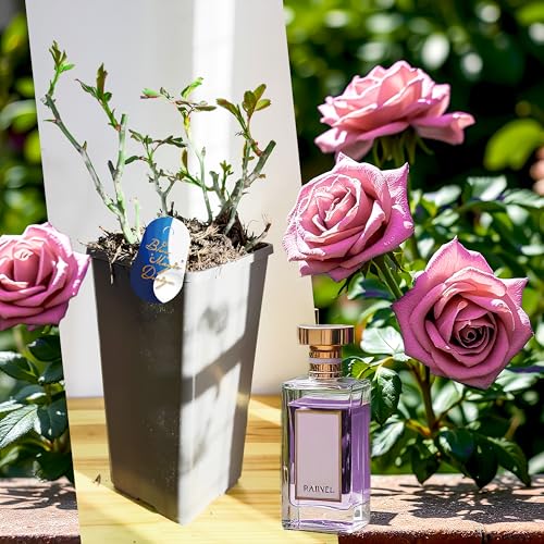 Parfümrose – Lila Walzer Zeit Busch Rose Live Outdoor Blühende Gartenpflanze Winterstrauch im 2L Topf Lebendige Lila Duftende Blüten Cottage Garten Terrasse Bordüre Landschaftsbau von Blue Magic Design