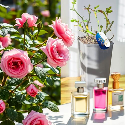Parfümrose – Rosa Friedensbusch Rose Lebende Blühende winterharte Gartenpflanze Strauch mehrjährig im 2L Topf große rosa duftende Blüten für Landschaftsgarten Terrasse Bordüre Container Landschaftsbau Parfümrose – Rosa Friedensbusch Rose Lebende Blühende winterharte Gartenpflanze Strauch mehrjährig im 2L Topf große rosa duftende Blüten für Landschaftsgarten Terrasse Bordüre Container Landschaftsbau von Blue Magic Design