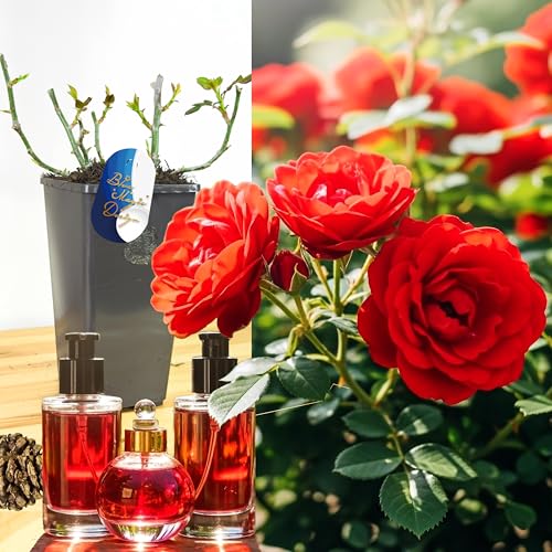 Parfümrose - Rote Oklahoma Buschrose Live Outdoor Blühende Gartenpflanze winterharter Strauch im 2L Topf große rote duftende Blüten Cottage Garten Bordüre Terrasse Container Landschaftsbau von Blue Magic Design