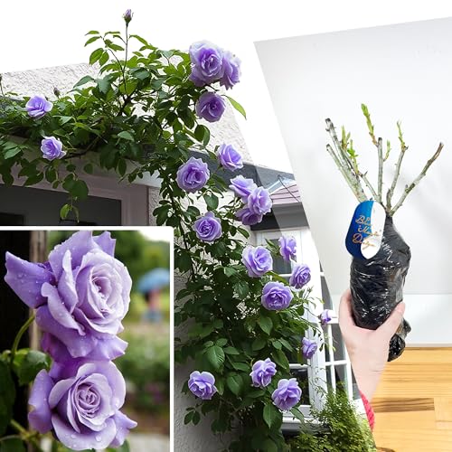 Winterharte wurzelnackte lila Kletterrose 'Indigoletta' - reiche Blüten für vertikale Gartenausstellungen, Wege, Rankgitter und blühende Sträucher von Blue Magic Design
